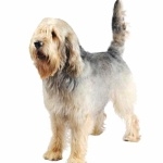 Otterhound hd