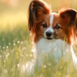 Papillon breed 2025