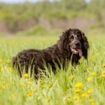 Pont-Audemer Spaniel images