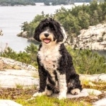 Portuguese Water Dog free