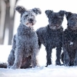 Pumi breed high definition wallpapers