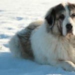 Pyrenean Mastiff new photos