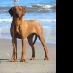 Rhodesian Ridgeback high definition wallpapers