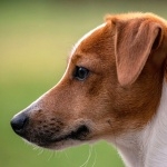 Russell Terrier hd pics