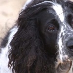 Russian Spaniel pic