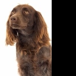 Saint-Usuge Spaniel funny