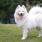 Samoyed breed photos