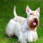 Scottish Terrier new photos