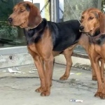 Serbian Hound breed