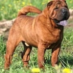 Shar Pei new wallpapers