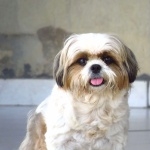 Shih Tzu free download