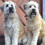 Soft-Coated Wheaten Terrier pics