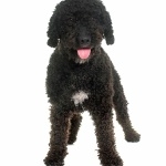 Spanish Water Dog desktop