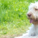 Spinone Italiano download wallpaper