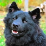 Swedish Lapphund cute