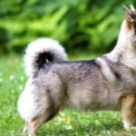 Swedish Vallhund hd photos