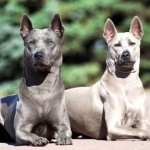 Thai Ridgeback pic