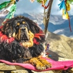 Tibetan Mastiff download