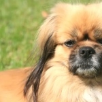 Tibetan Spaniel photo