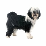 Tibetan Terrier wallpapers for desktop