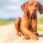 Vizsla pics