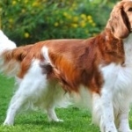 Welsh Springer Spaniel wallpapers