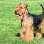 Welsh Terrier background