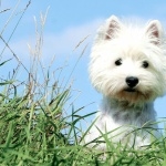 West Highland White Terrier breed