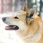 West Siberian Laika new wallpapers