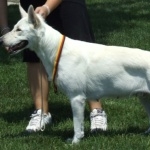 White Shepherd hd pics