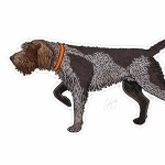 Wirehaired Pointing Griffon high definition photo