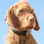 Wirehaired Vizsla hd photos