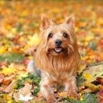 Australian Silky Terrier background