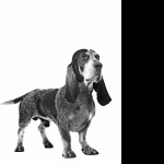 Basset Bleu de Gascogne pic