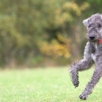 Bedlington Terrier widescreen