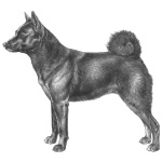 Black Norwegian Elkhound photo