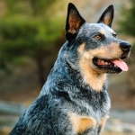 Blue Heeler wallpapers