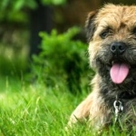 Border Terrier download