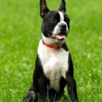 Boston Terrier high definition wallpapers