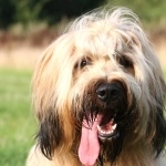 Briard background