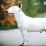 Bull Terrier 1080p