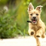 Cairn Terrier new photos