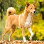 Canaan Dog new wallpapers