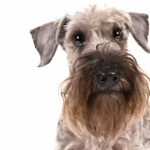 Cesky Terrier new wallpapers