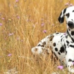 Dalmatian breed photo