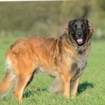 Estrela Mountain Dog hd pics