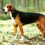 Finnish Hound free