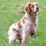 French Brittany breed photo