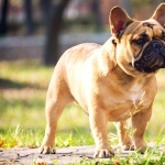 French Bulldog breed