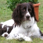 French Spaniel cute